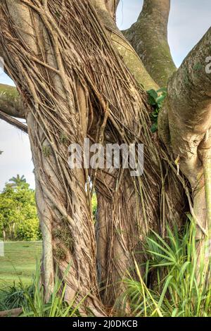 Strangler fig Ficus aurea winds its way around the trunk of an oak tree Stock Photo