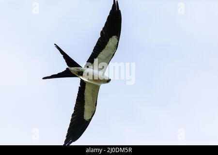 Flying swallow-tailed kite Elanoides forficatus with a Cuban knight anole in its clutches Stock Photo