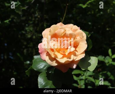Close up of pale peach colored rose Rosa of family Rosaceae in an English garden with a green background Stock Photo