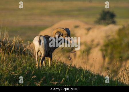 Bighorn Sheep ram standing on a hill in Badlands National Park, South Dakota. Stock Photo