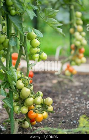 Gradually ripening tomatoes in the field Stock Photo