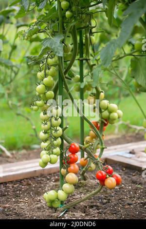 Gradually ripening tomatoes in the field Stock Photo