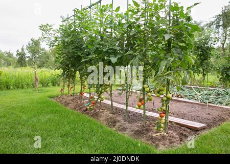 Gradually ripening tomatoes in the field Stock Photo