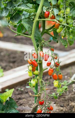 Gradually ripening tomatoes in the field Stock Photo