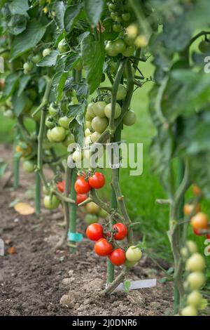 Gradually ripening tomatoes in the field Stock Photo