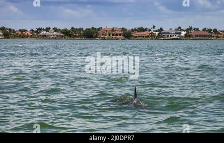 Bottlenose dolphin Tursiops truncatus swims along the shoreline of Cape Romano