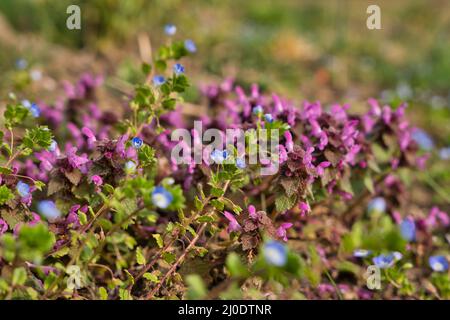 Bright blue wall speedwell or corn speedwell or common speedwell or rock speedwell (Veronica arvensis) flowers close up Stock Photo