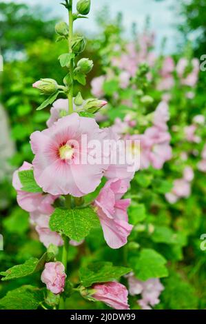 Colorful, tall pink hollyhocks (Alcea rosea) growing in organic garden, in full bloom during the summer, Browntown, Wisconsin, USA Stock Photo