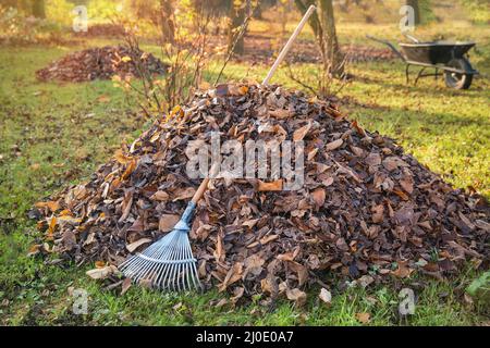 Pile of fall leaves with fan rake on lawn Stock Photo