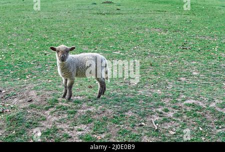 cute lamb isolated on field in spring in Argentina. Horizontal Stock Photo