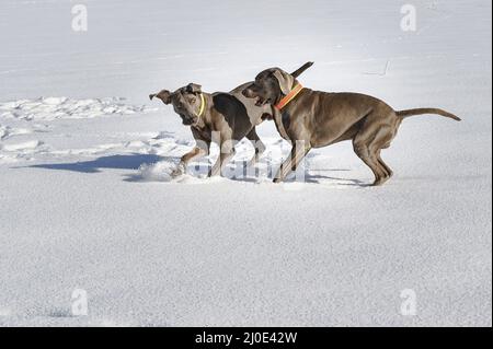 Hunting dogs playing in snow Stock Photo