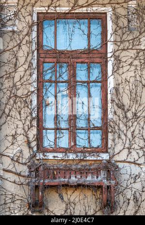 Detail architecture with an old vintage wooden window. Wall of a old house covered with red dried climbing plants. Stock Photo