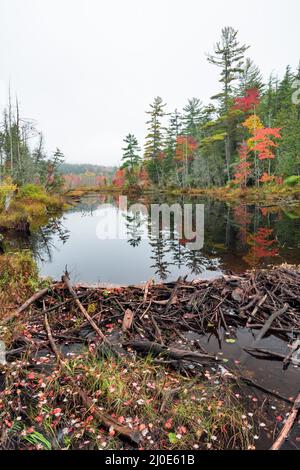 Beaver dam on Second Pond along Rte. 3, Saranac Lake, Adirondack Park, New York Stock Photo