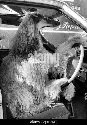 A picture from a series of humurous novelty images taken by Sunday People photographer Dennis Hutchinson. - Here¿ the Afghan crashing the car. Looks like a call for HEL . . L . . LLLP!   Circa: 1980 Stock Photo