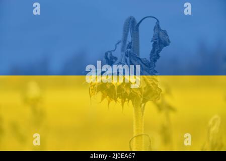 Withered sunflower on the field in late October and Ukrainian flag concept Stock Photo