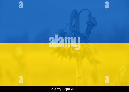 Withered sunflower on the field in late October and Ukrainian flag concept Stock Photo