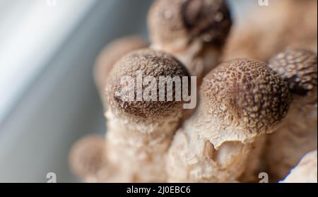 Shiitake Mushrooms on mycelium block. Traditional chinese medicine fungi Stock Photo