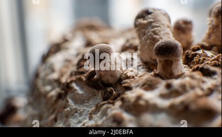 Shiitake Mushrooms on mycelium block. Traditional chinese medicine fungi Stock Photo
