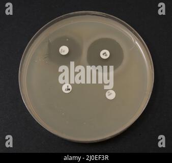 photo of growth of bacterial colonies around antibiotic discs Stock Photo