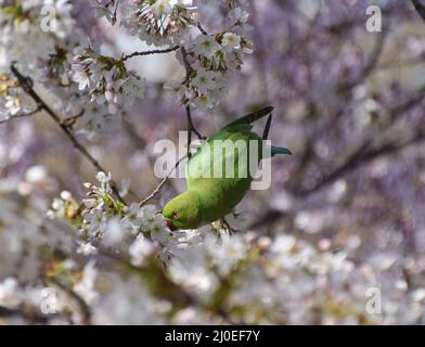 London, England, UK. 18th Mar, 2022. A ring-necked parakeet munches on the flowers of a cherry blossom tree in St James's Park. Also known as rose-ringed parakeets, the birds, a non-native species, have become abundant in parks across the UK since the 1970s, after captive parakeets were released or escaped. (Credit Image: © Vuk Valcic/ZUMA Press Wire) Stock Photo