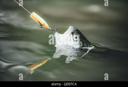 Catching A Big Fish With A Fishing Pole. Lure Fishing. Fly Fishing