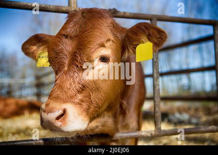 half calf. cow is so nonchalant.