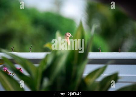 Dove hidden behind leaves Stock Photo