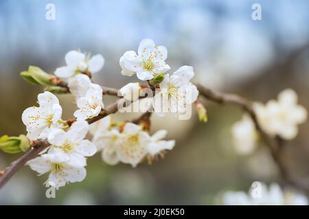 Flowers plums Stock Photo