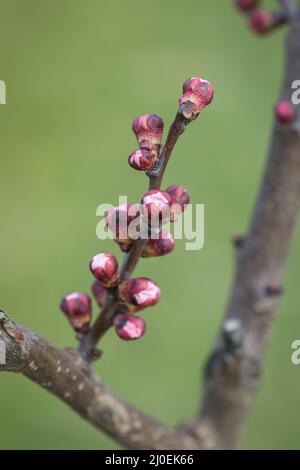 Flowers blossom on a tree apricot in the spring Stock Photo