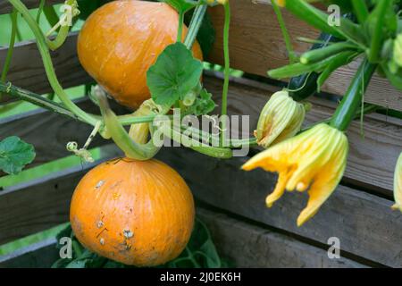 Hokaido pumpkin plant as nice garden background Stock Photo