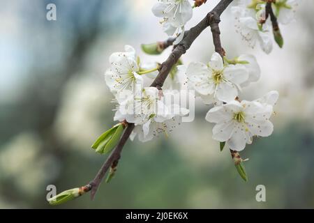 Flowers plums Stock Photo