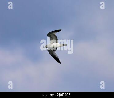 Juvenile Ring-billed Gull with spread wings Stock Photo