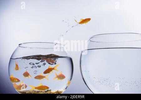 A Goldfish jumping out of a small crowded bowl into a larger empty bowl Stock Photo