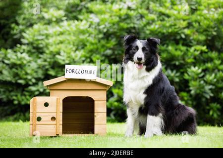 Sheepdog standing beside dog house with a foreclosure placard on top Stock Photo