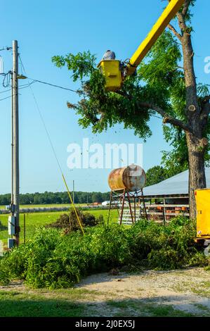 A dangerous job but it must be done and this professional tree feller does it perfectly. Sawing limbs from the safety of the bucket he cautiously thro Stock Photo