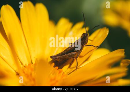 The grasshopper is sitting inside bright orange marigold flowers. Extreme closeup Selective focus macro shot with shallow DOF Stock Photo