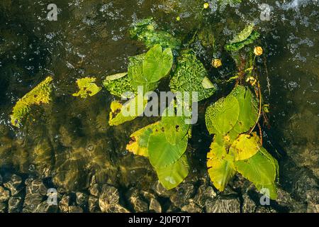 Unblown White water lily surrounded by beautiful broad leaves illuminated by the bright spring sun. Top view Stock Photo