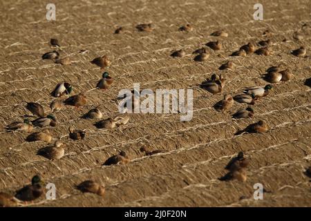 Several Mallards (Anas platyrhynchos) sitting and sleeping in the ploughed rows of a field of dirt on a farm. Taken in Ladner, British Columbia, Canad Stock Photo