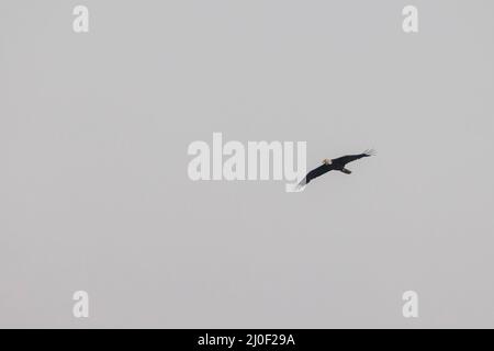 Adult bald eagle flying high up in the sky Stock Photo