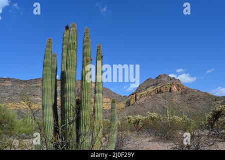 Organ Pipe Cactus National Monument Ajo Arizona Stock Photo