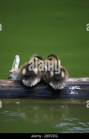 Two adorable baby Mallard (Anas platyrhynchos) ducklings sitting together on a log in a pond or lake with green water. They are asleep and cuddling ag Stock Photo