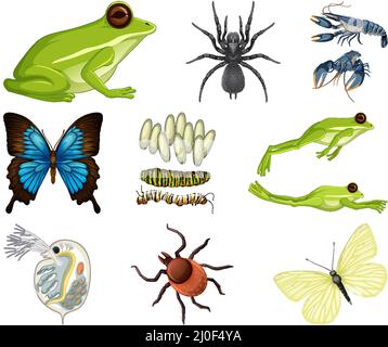 Different kinds of insects and animals on white background illustration  Stock Vector Image & Art - Alamy
