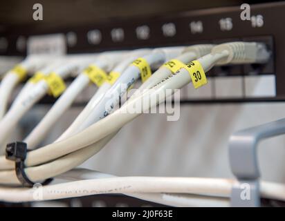 Computer ethernet data lan  cables in a row. Stock Photo