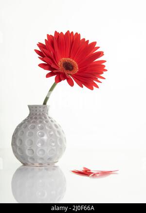 Beautiful red Gazania flower on a white stylish vase. Creative Still life photography Stock Photo
