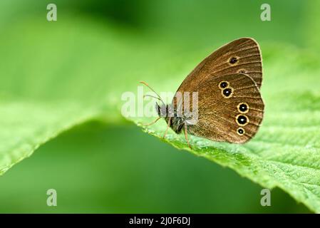 Ringlet on a leaf Stock Photo