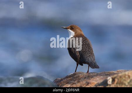 White-throated dipper in spring Stock Photo