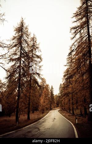 Empty rural road passing through the forest with yellow pine trees during autumn Stock Photo