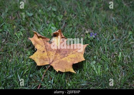 Leaf from a Norway maple tree in autumn Stock Photo