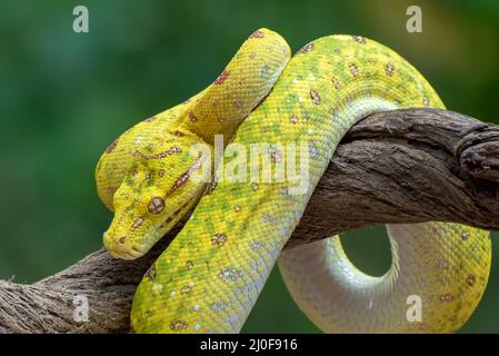 Green Tree Phyton Stock Photo