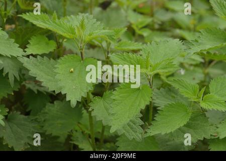 Common nettle Stock Photo